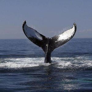 黑大炮大战欧美白妞
