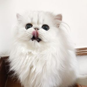 黑大炮大战欧美白妞
